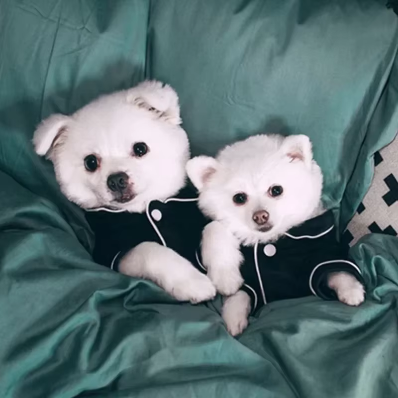 Ropa de Verano para Perros: Camisetas y Trajes para Pequeños Canes, Perfecto para Chihuahuas y Terrier — imagen 3
