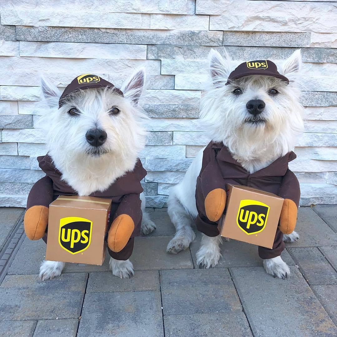 Delivery of pet dog and cat clothes — image 6