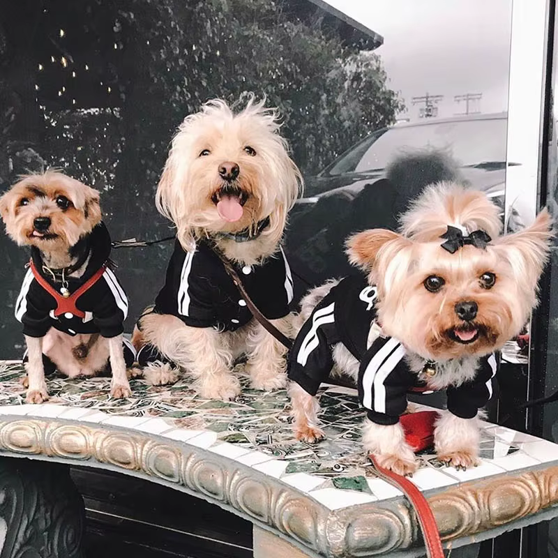 Traje de deporte para perros con capucha - Chaquetas y overoles para pequeños perros — imagen 5