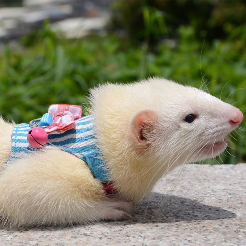 Set de arnés y correa para pequeños animales - Hamster, conejo, erizo, etc. — imagen 9