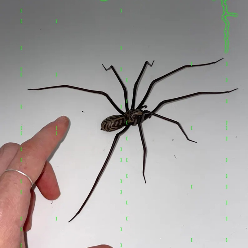 Plastic Spider as Decoration - Novelty Ornament — image 2