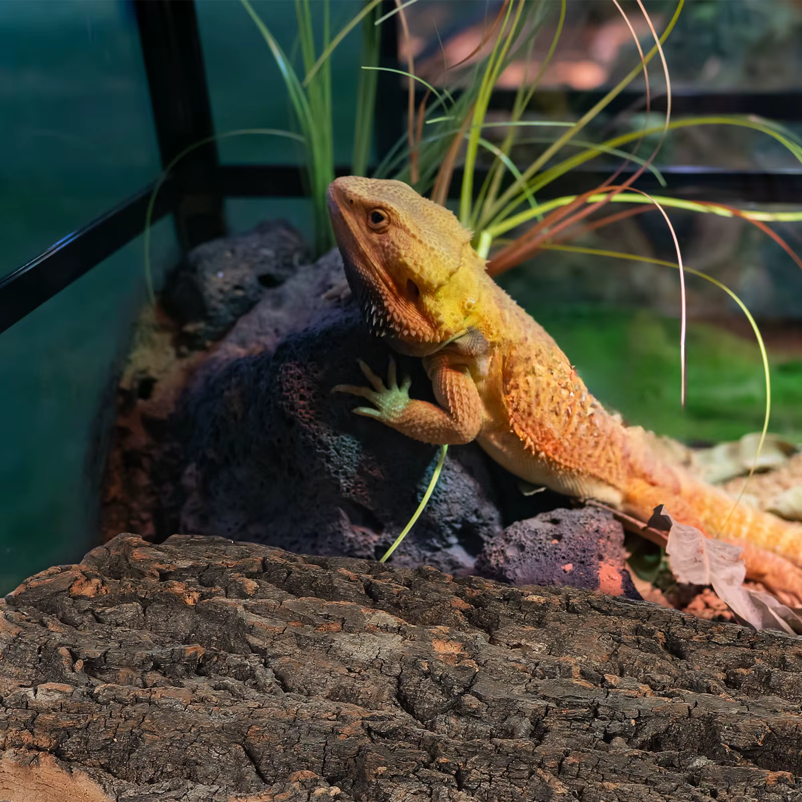 2 piezas de corteza de corcho para escalar reptiles, decoración de terrario de dragón barbudo, adorno de corteza de árbol para acuario, hábitat de reptiles — imagen 5