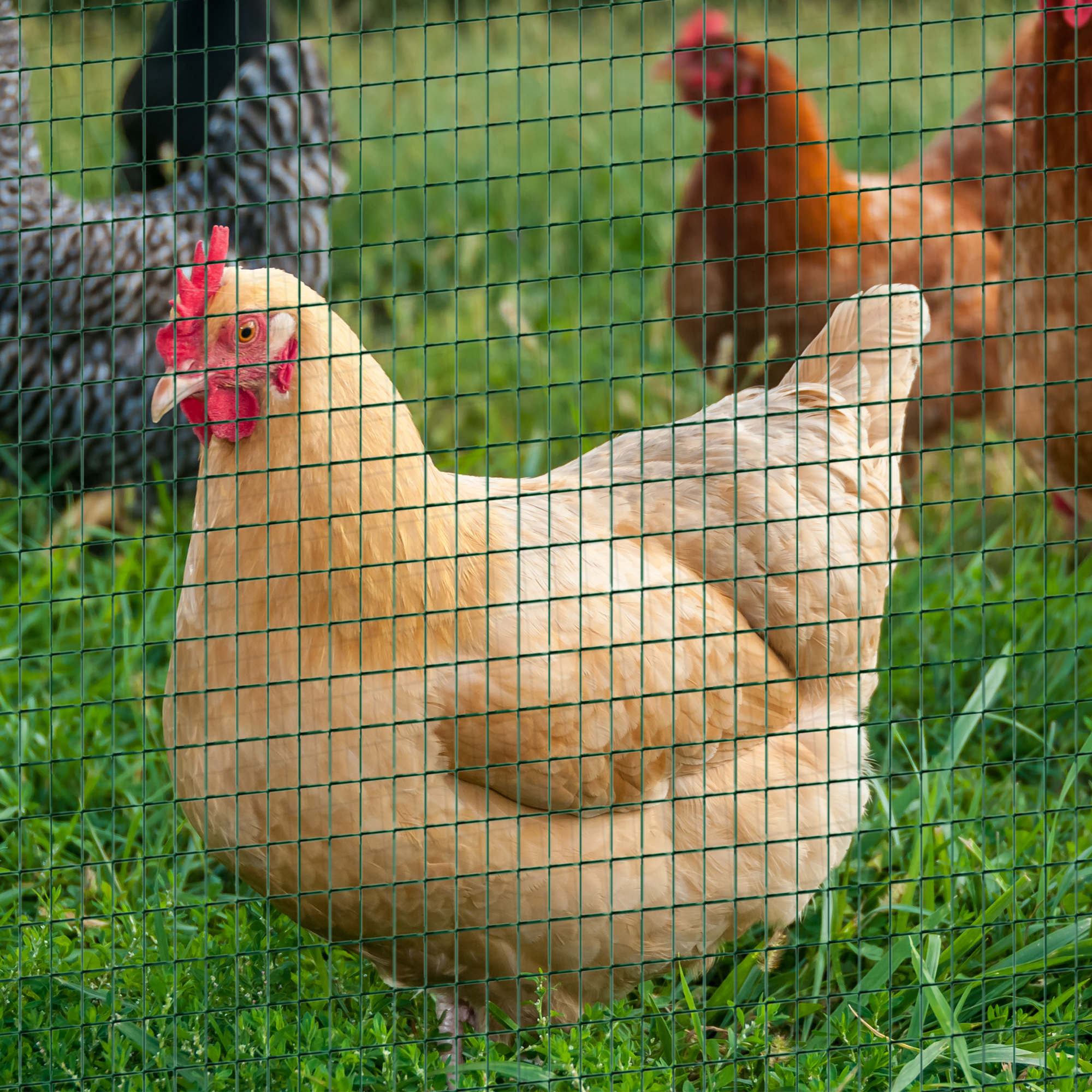 Malla de Alambre Galvanizado para Cages de Pollos, Conejos y Jardín con Recubrimiento PVC — imagen 2