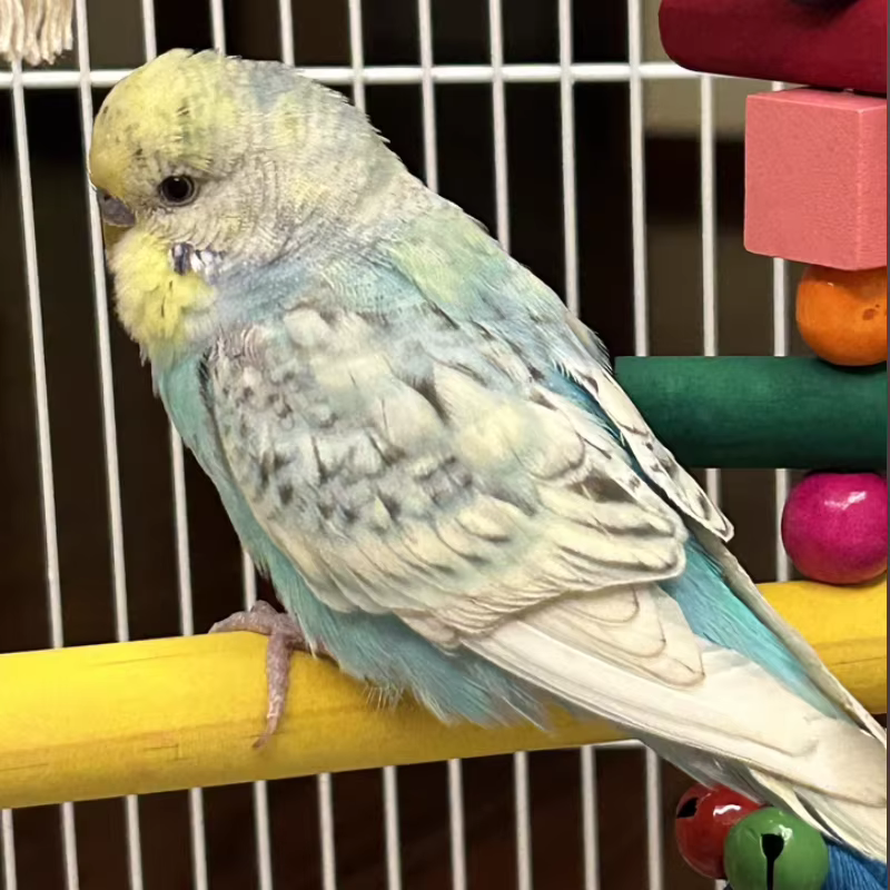 Juguetes de Suelo para Pájaros - Accesorios para Aves Coloridos en Colores Aleatorios — imagen 5