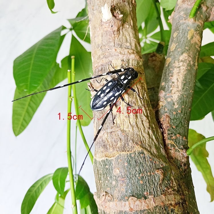 Simulated Bees Decorate Frog Animals Seven Star Ladybird Model Insect Ornaments Farm Shooting Props Diy Creativity — image 15