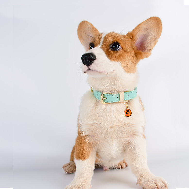 Genuine Leather Pet Dog Cat Collar Leash Dog Rope Dog Chain Dog Belt Pet Supplies — image 4