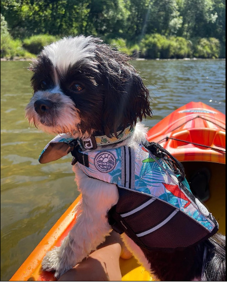Professional Pet Life Vest Swimming Clothes Dog Outdoor Supplies Large Dog Buoyancy Swimsuit — image 17