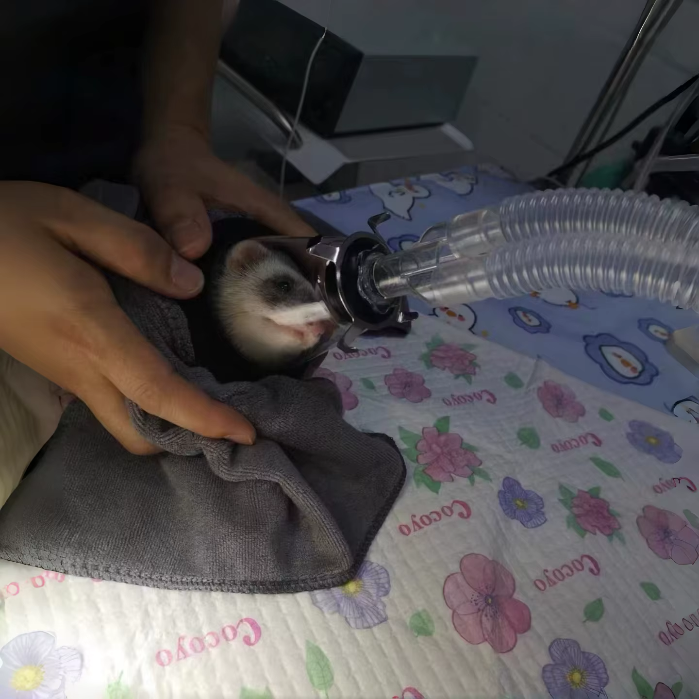 Máscaras de Anestesia Veterinarias para Animales Pequeños - Equipos de Anestesia para Clínica Veterinaria Canina y Felina — imagen 6