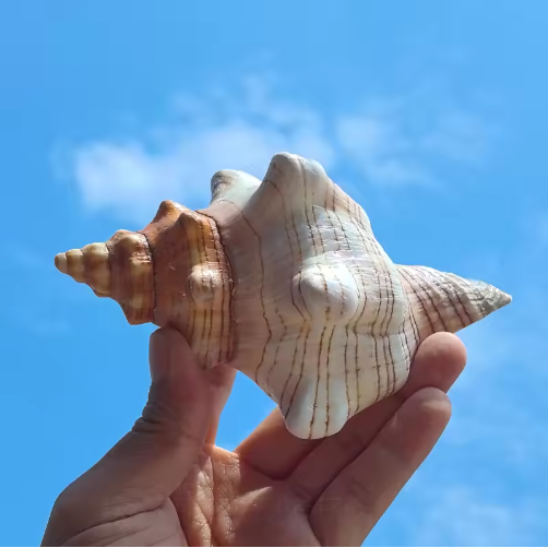 2 caracolas grandes naturales, conchas marinas para acuario, decoración de bodas, fiestas con temática de playa y decoración del hogar — imagen 6
