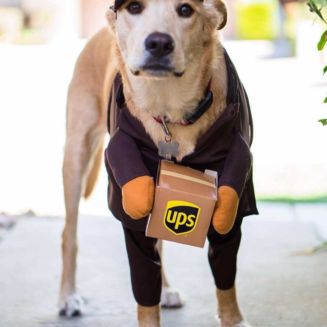 Delivery of pet dog and cat clothes — image 4