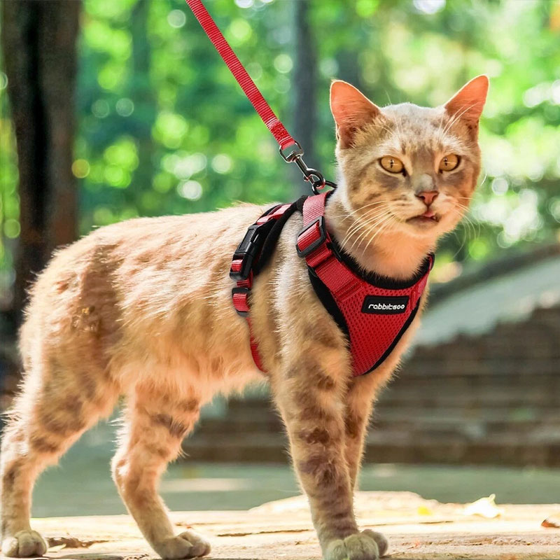 Arnes y Correa para Gatos con Control Fácil, Inescapable - Arnes de Vestido Suaves y Ajustables para Pasear a los Gatos — imagen 11
