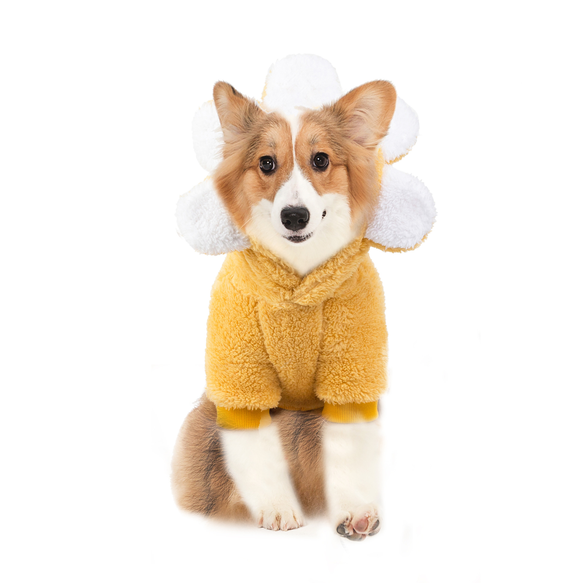 Ropa de invierno para perros - Camiseta de flores solares coreana, versión divertida de invierno y otoño — imagen 2