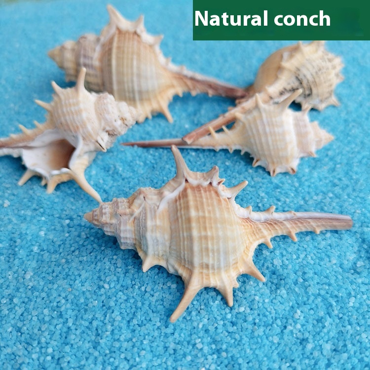 Concha de Mar Natural 5-9cm Decoración para Acuario Pequeño Paisaje Micro — imagen 6