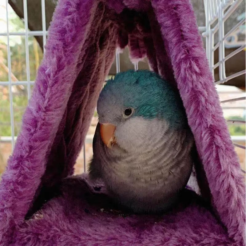 Cámaras de Aves Parrots para Dormir y Eclosionar - Refugio de Moda para Pájaros — imagen 2