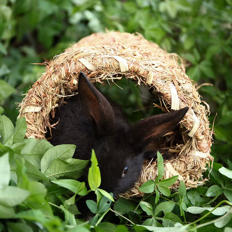 ABKJ - Casa de Hierba Tejida Tipo Túnel para Acostarse o Dormir, Casa Comestible para Masticar, para Conejos, Chinchillas y Otros Animales Pequeños — imagen 1