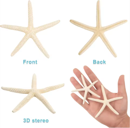 20 Piezas de Estrellas de Mar Naturales al por Mayor de 2-4 y 4-6 Pulgadas, para Manualidades, Bodas, Decoración de Playa y Adornos para Árbol de Navidad — imagen 2