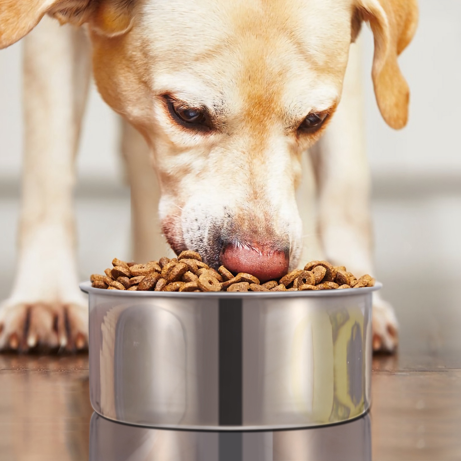 Bol de Alimento para Perros de Acero Inoxidable M, Comedor Suspendido con Suporte y Fijador — imagen 7
