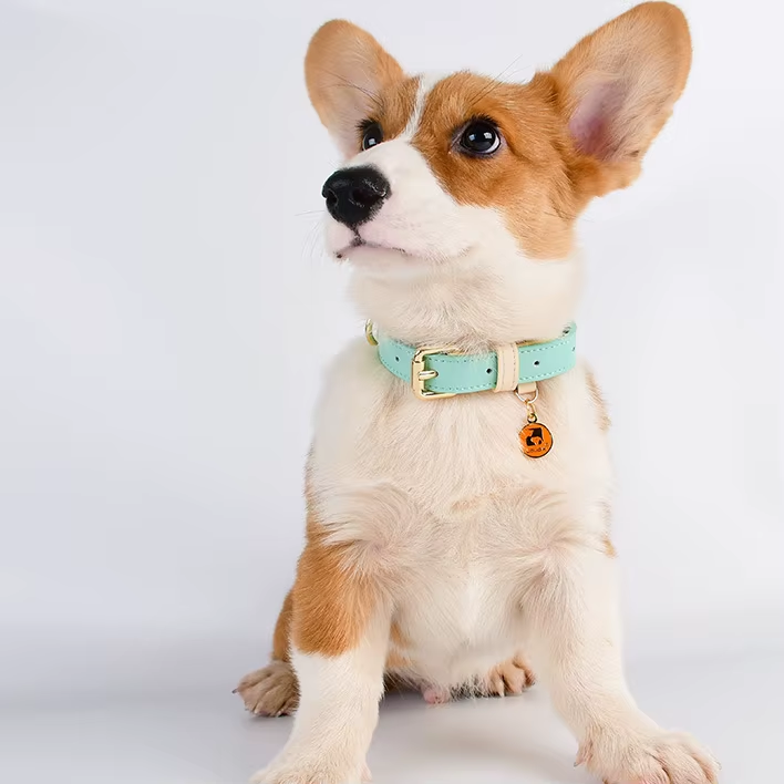 Collar para Perros M, L - Collar de Cuero para Pequeños, Medianos y Grandes Caninos — imagen 6