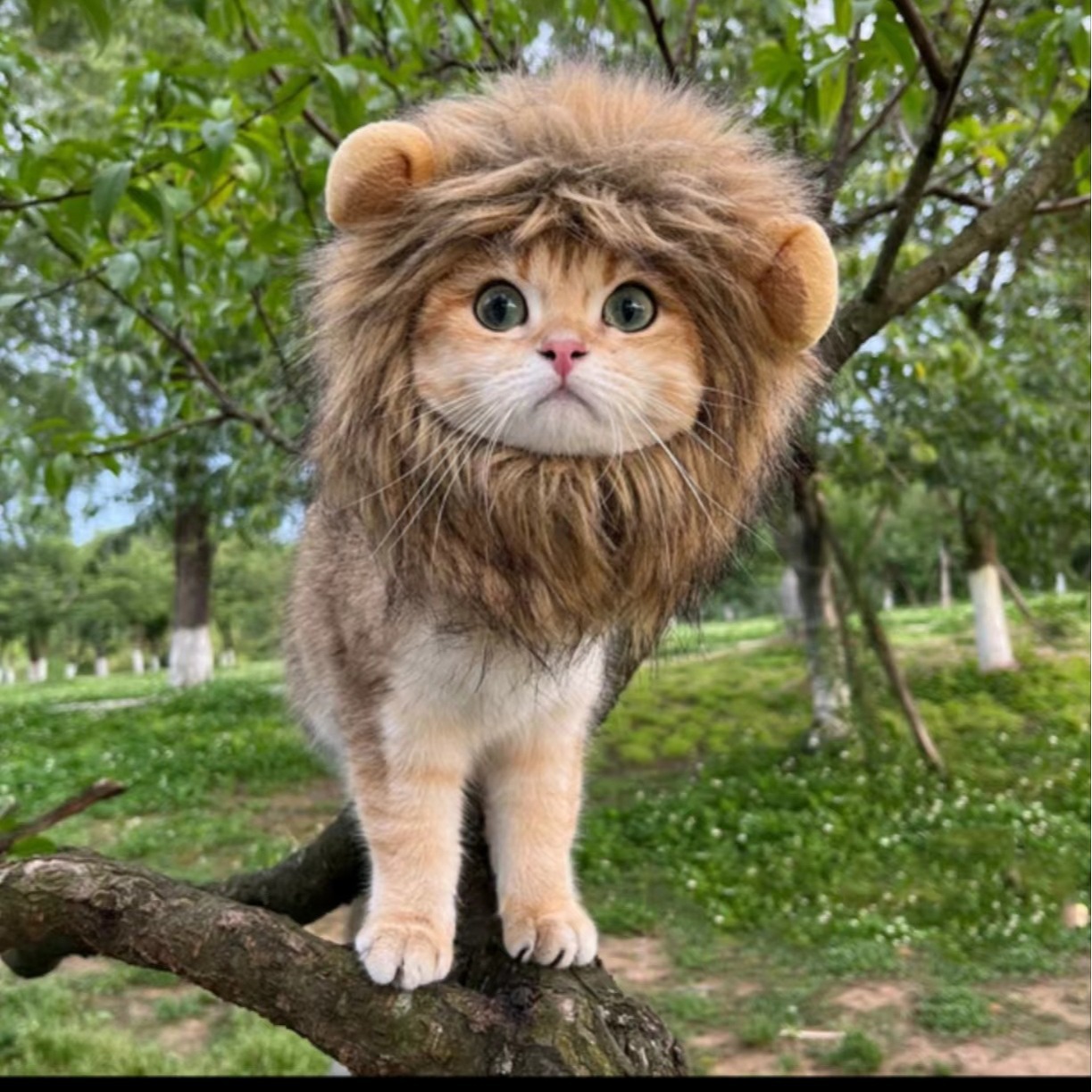 Halloween Lion Transformation Costume Pet Dog Cat Hat Adjustable Dog Accessories Cat Clothing — image 3