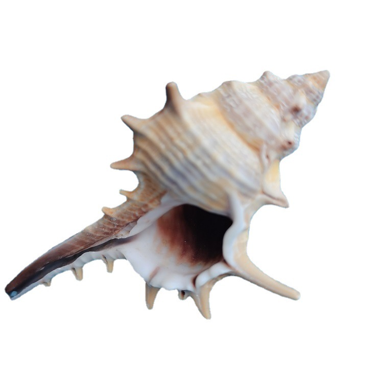 Concha de Mar Natural 5-9cm Decoración para Acuario Pequeño Paisaje Micro — imagen 7