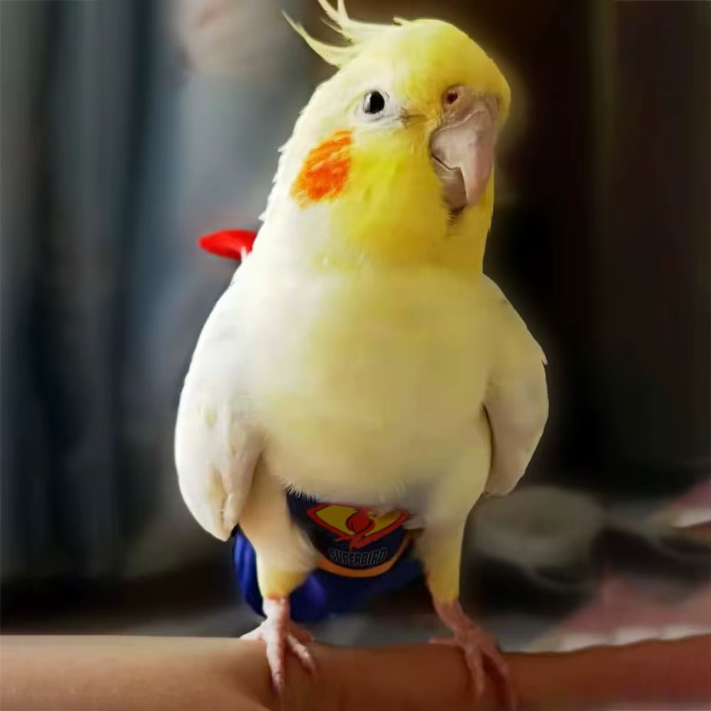 For Parakeet Cockatiel Pigeons Cloth Pet Accessories Birds Flight Suit Parrot Diaper Parrot Urine Pants Birds Clothes — image 3