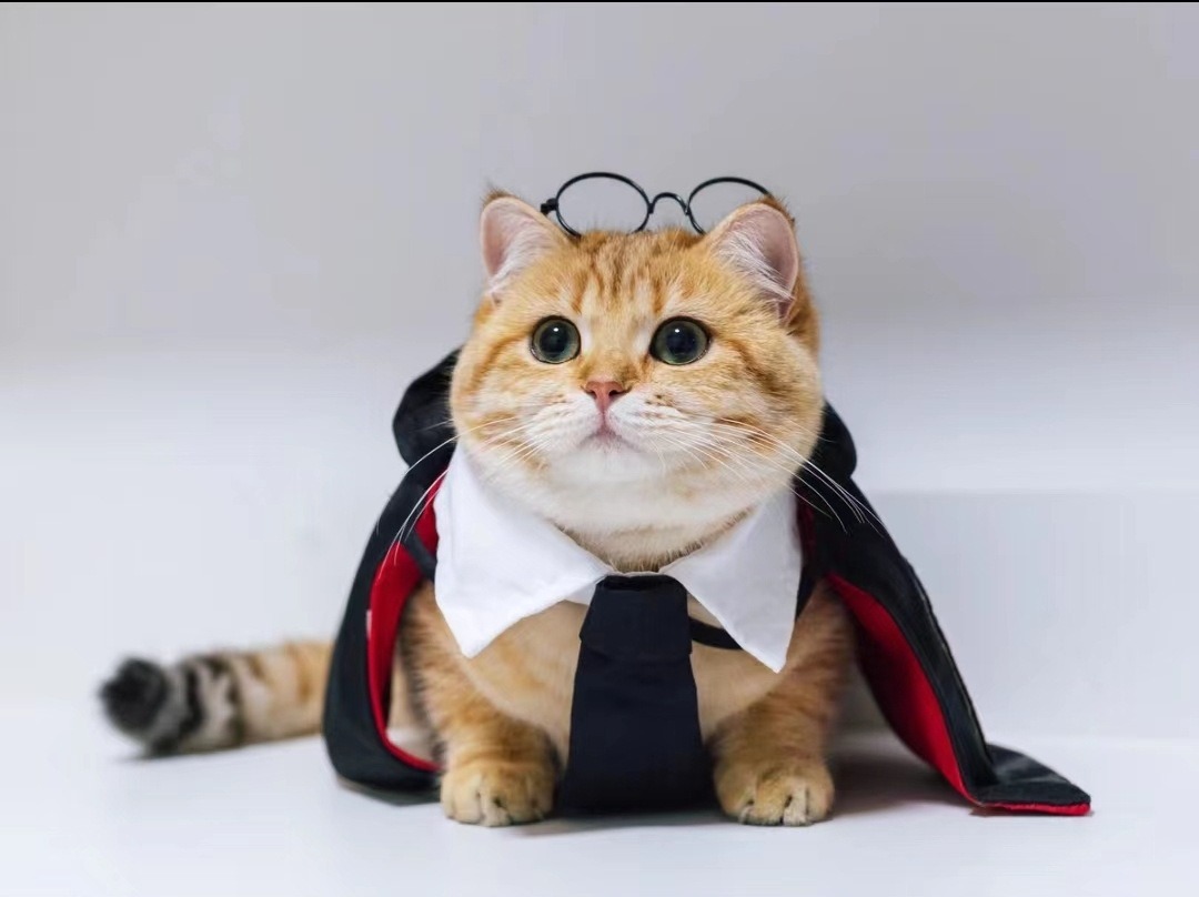 Disfraz de manto para mascotas, decoración de Halloween — imagen 7