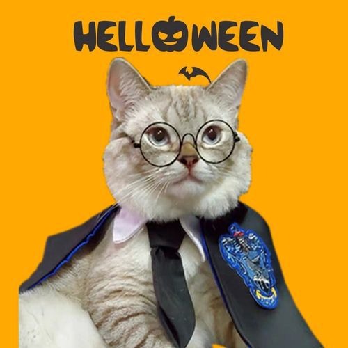 Disfraz de manto para mascotas, decoración de Halloween — imagen 12