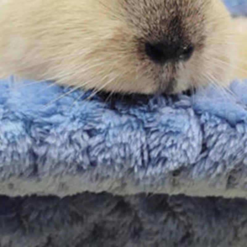 Pet Hammock for Small Animal Double Thick Plush Warm Bed for Hamster House Nest Sleeping Bag Hanging Tree Beds Pet Hamster Nest — image 5