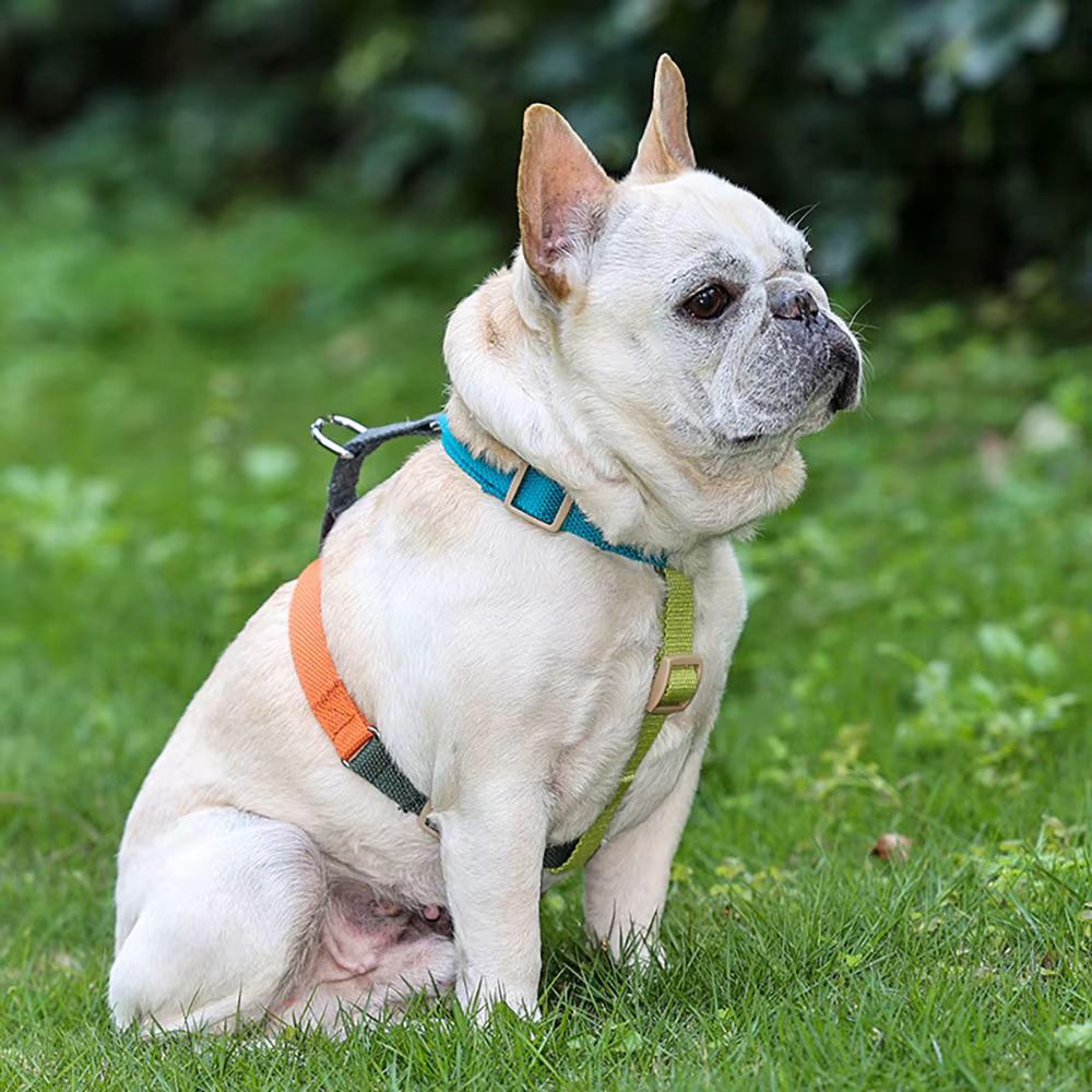 Dog Harness – Easy on And Off, No Choke Dog Walking Dog Harness, adjustable Escape Proof Dog Harness for Small Medium Large Dogs — image 5
