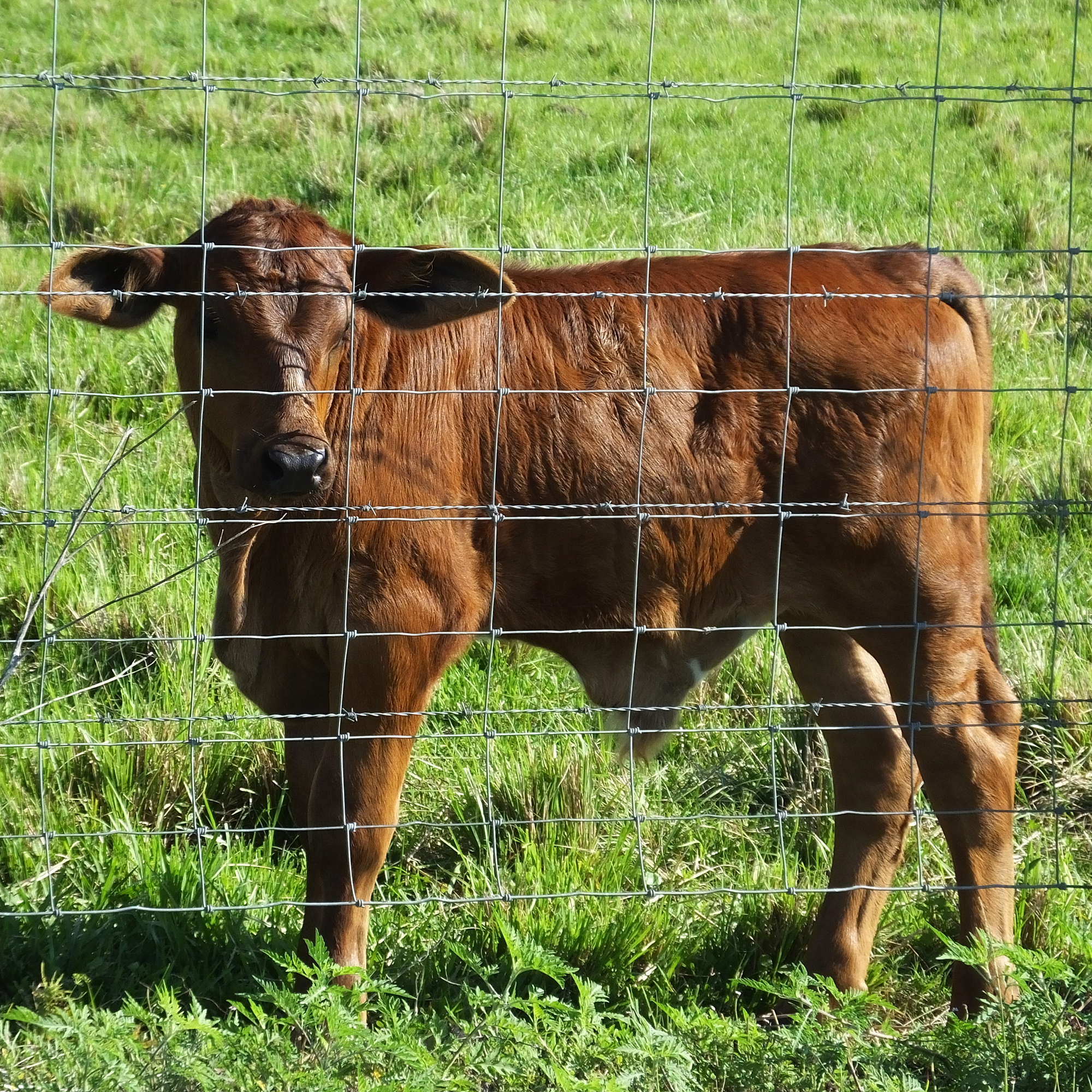 Cercado Avanzado para Granja, Malla Tejida Galvanizada Duradera y Segura — imagen 8