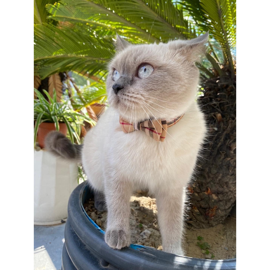 Collares de Gato Seguro con Corte Automático y Adorable Laço de Cinta con Sonido Melódico - 2 Piezas Collar de Gato para Gatos y Kittenes con Estilo Plaid y Removible — imagen 4