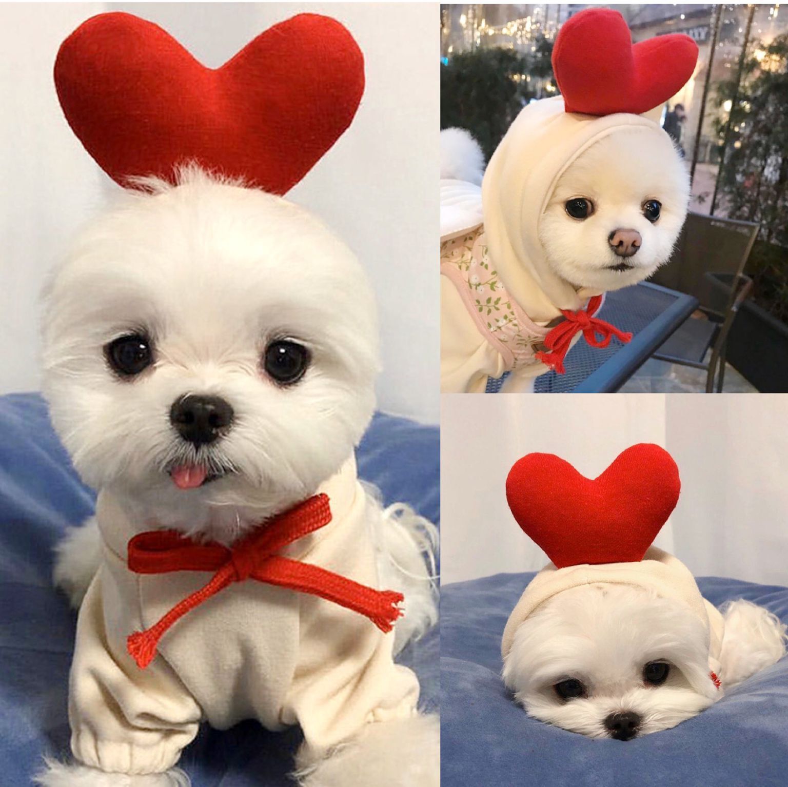Sudadera de fruta para perros pequeños y medianos, perros y gatos, otoño e invierno, sudadera de felpa, suministros de ropa para mascotas, Teddy Pitcher — imagen 2