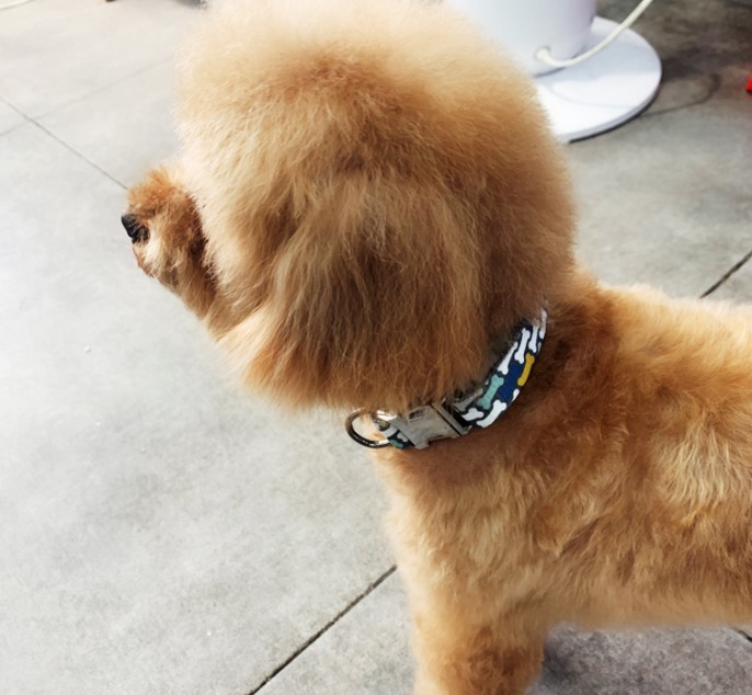 Personalized Dog Collar Leash Nylon Pet Dog Tag Collar Custom Puppy Cat Nameplate ID Collars Adjustable For Large Dogs — image 4