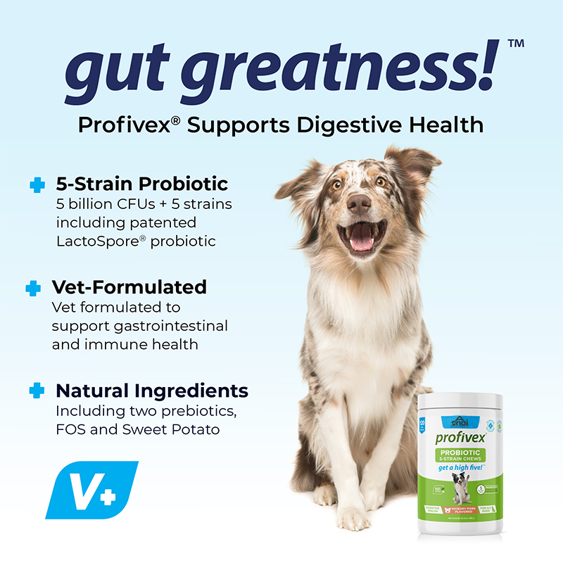Chewitos de Probióticos OEM - Ventas Calientes para Mascotas, Forma Personalizada para Salud Digestiva Canina — imagen 2