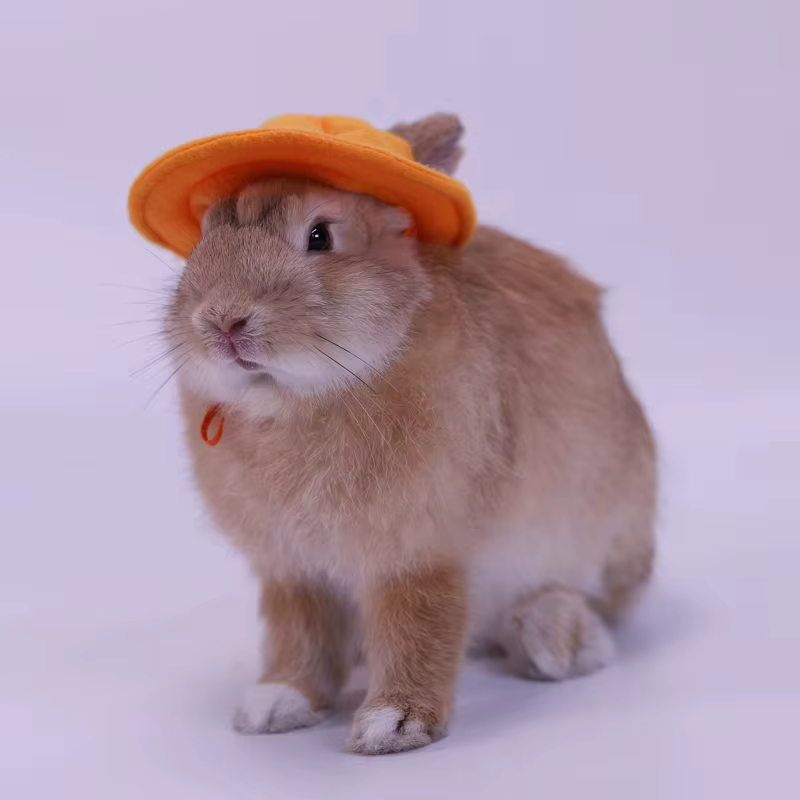 Sombrero de Comodidad para Pequeños Animales - Hamsters, Conejos, Ardillas, Roedores y Mascotas Pequeñas — imagen 2