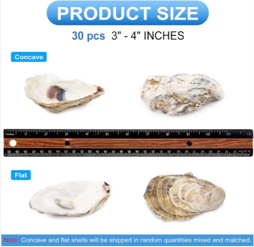 30 Piezas de Conchas de Ostra con Perla al Mayoreo, Conchas Naturales para Manualidades, Arte DIY y Adornos Navideños — imagen 6