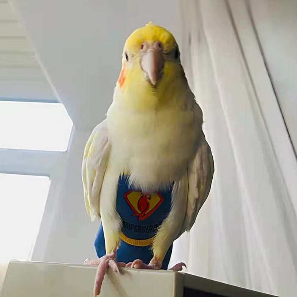 For Parakeet Cockatiel Pigeons Cloth Pet Accessories Birds Flight Suit Parrot Diaper Parrot Urine Pants Birds Clothes — image 6