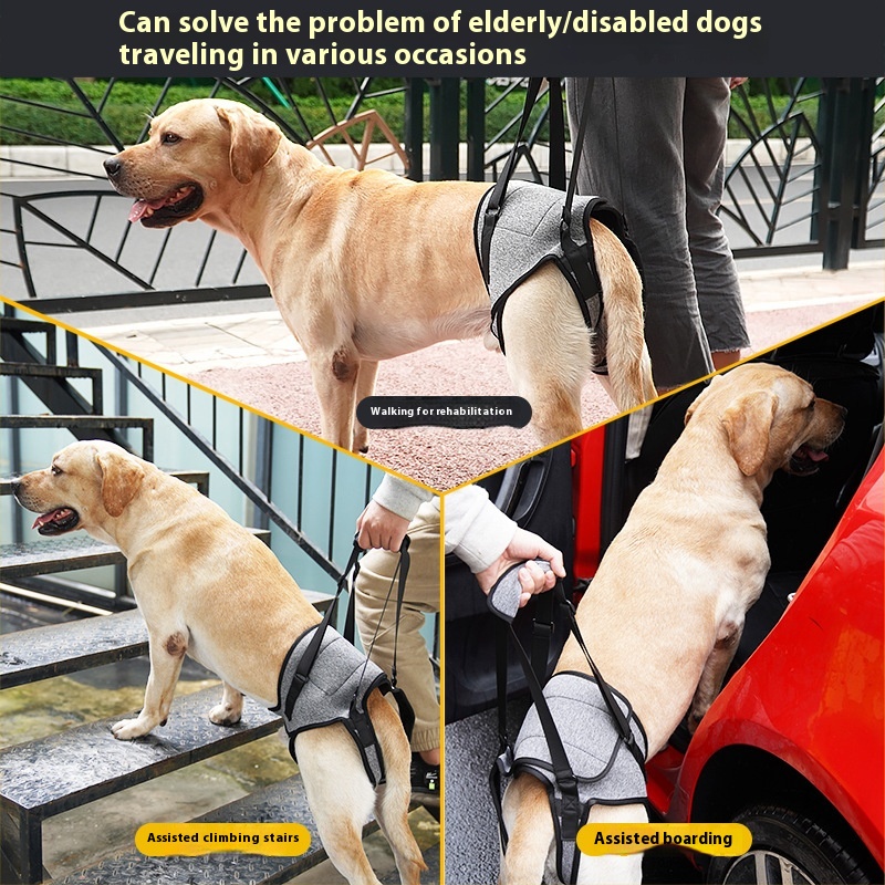 Cinturón auxiliar trasero para paseos de perros mayores — imagen 5