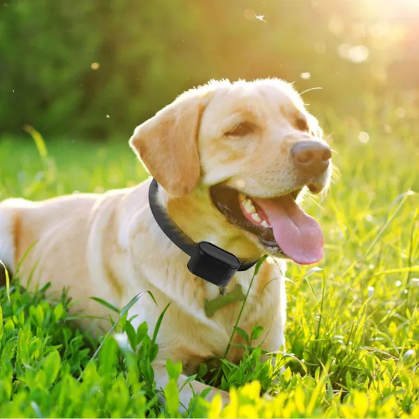 Sistema de Contención para Perros con Collar de Choque Eléctrico Pet Tone, Resistente al Agua, para Perros Pequeños, Medianos y Grandes — imagen 2