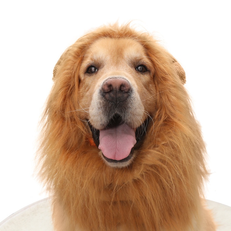 Ropa para Mascotas - Sombrero de León para Perros — imagen 7