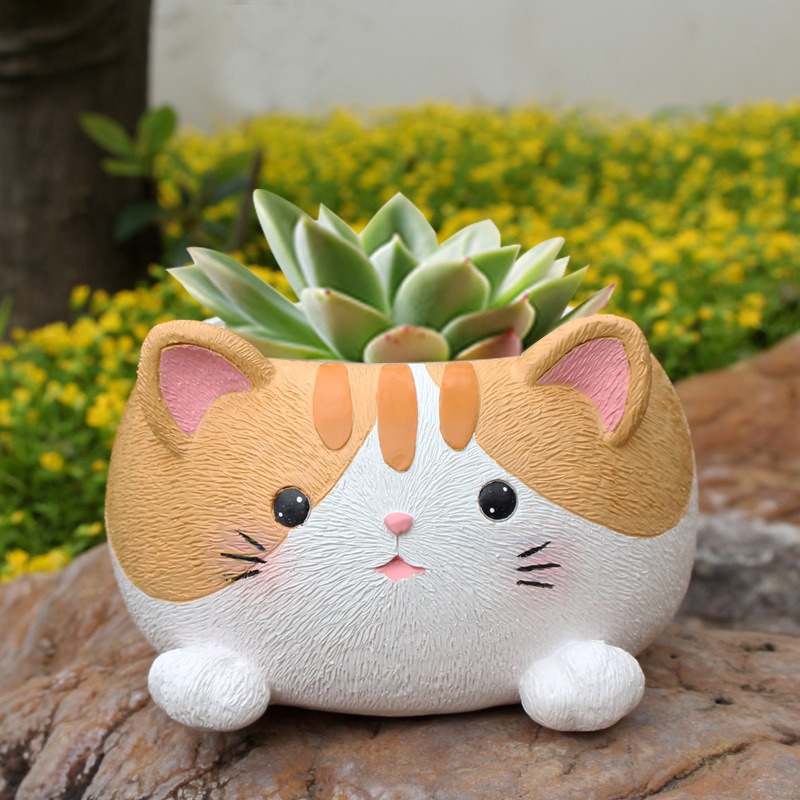 Planta de suculenta para gatos decoración de balcón maceta floral — imagen 4