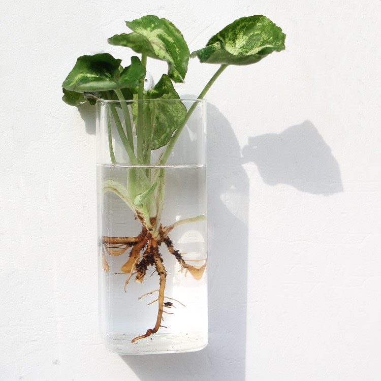 Vaso de Vidrio para Terrario Decorativo en Línea - Jardín Acuático para Hogar — imagen 52