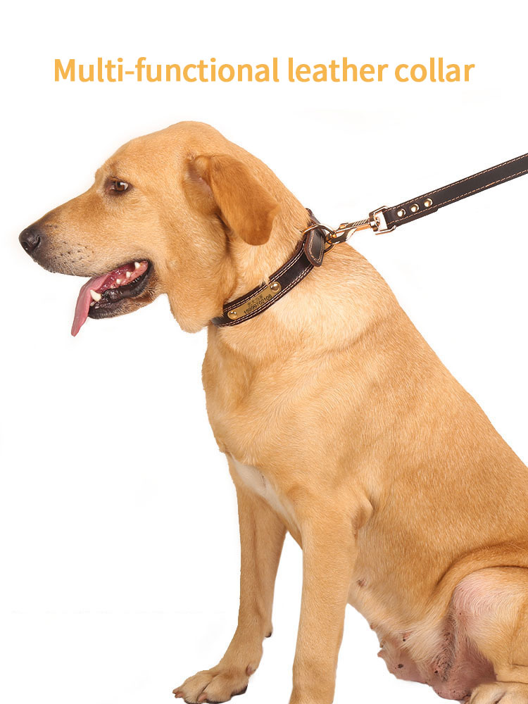 Collar de Perro con Grabado Anti-Pérdida en Cuerino Dorado para Labradores de Pelo Rubio Pequeño, Mediano y Grande — imagen 2